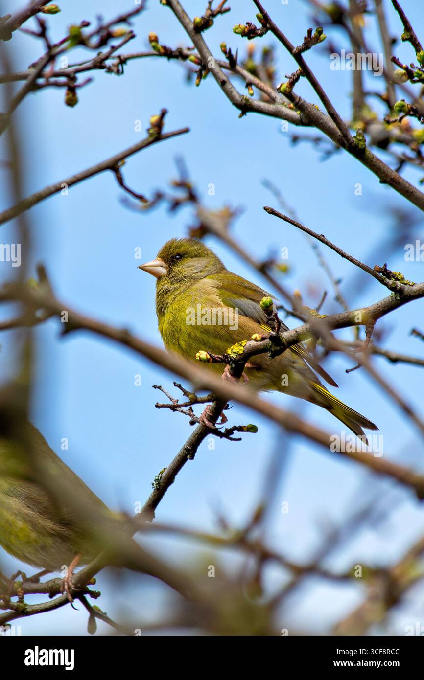 finch piccolo e robusto con toni verdi e gialli. Si nutre di semi, gemme e bacche; visita i mangiatori. Foto scattata ai National Botanic Gardens di Dublino Foto Stock