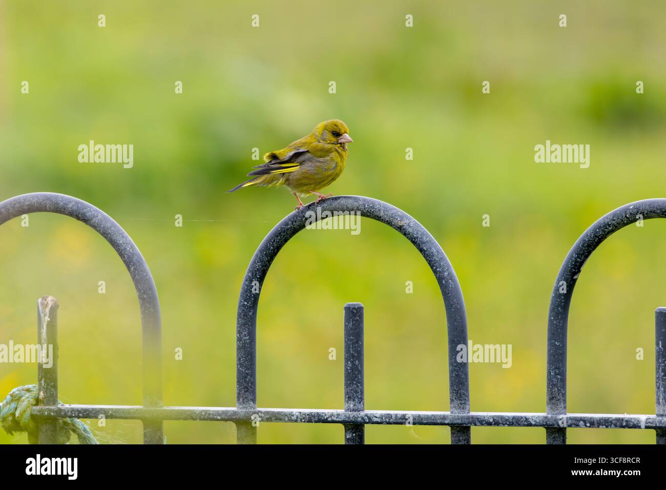 finch piccolo e robusto con toni verdi e gialli. Si nutre di semi, gemme e bacche; visita i mangiatori. Foto scattata ai National Botanic Gardens di Dublino Foto Stock