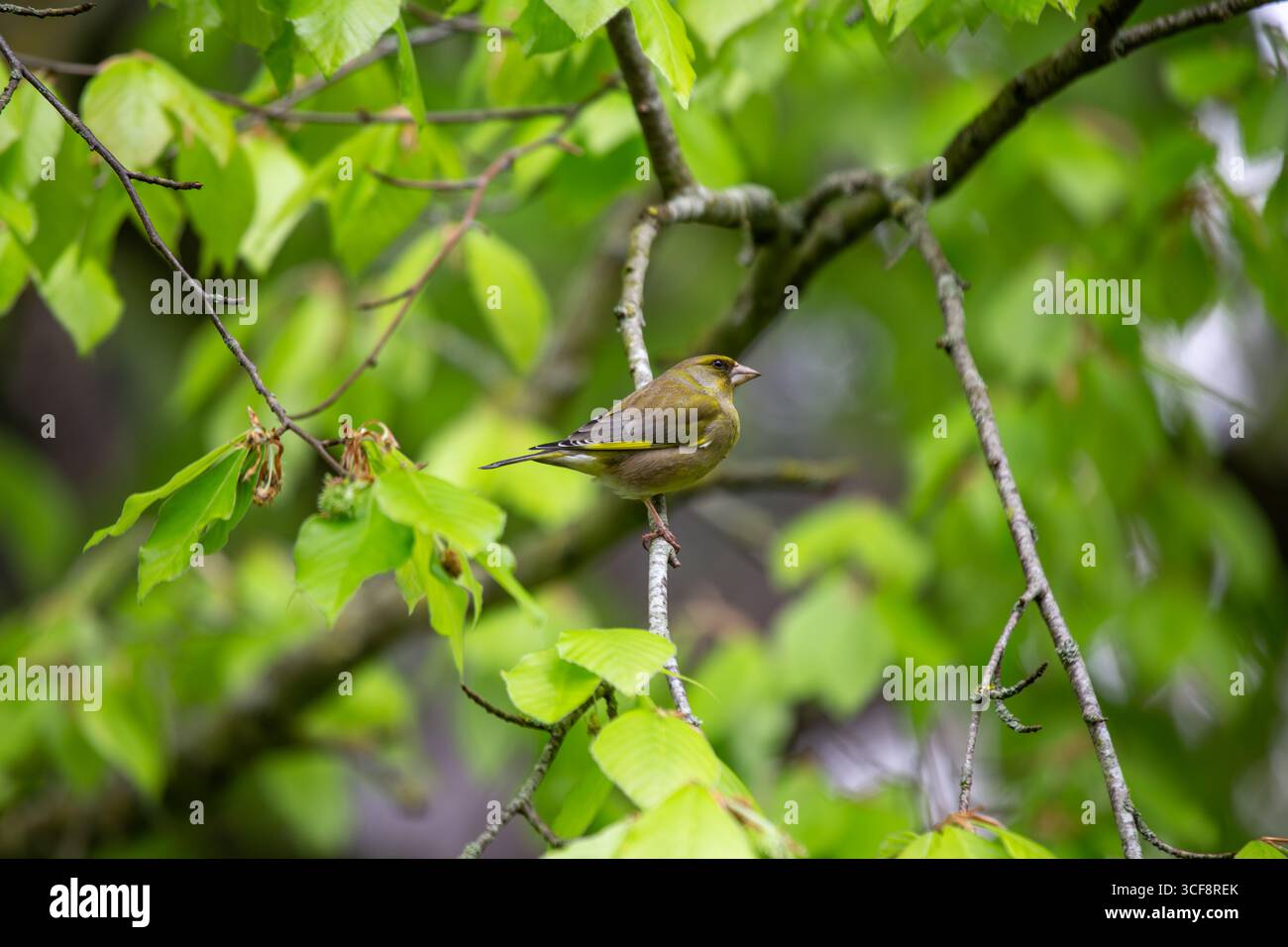 finch piccolo e robusto con toni verdi e gialli. Si nutre di semi, gemme e bacche; visita i mangiatori. Foto scattata ai National Botanic Gardens di Dublino Foto Stock