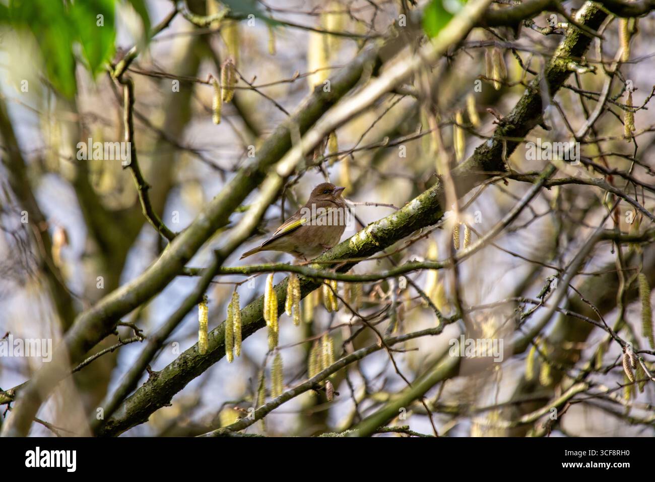finch piccolo e robusto con toni verdi e gialli. Si nutre di semi, gemme e bacche; visita i mangiatori. Foto scattata ai National Botanic Gardens di Dublino Foto Stock