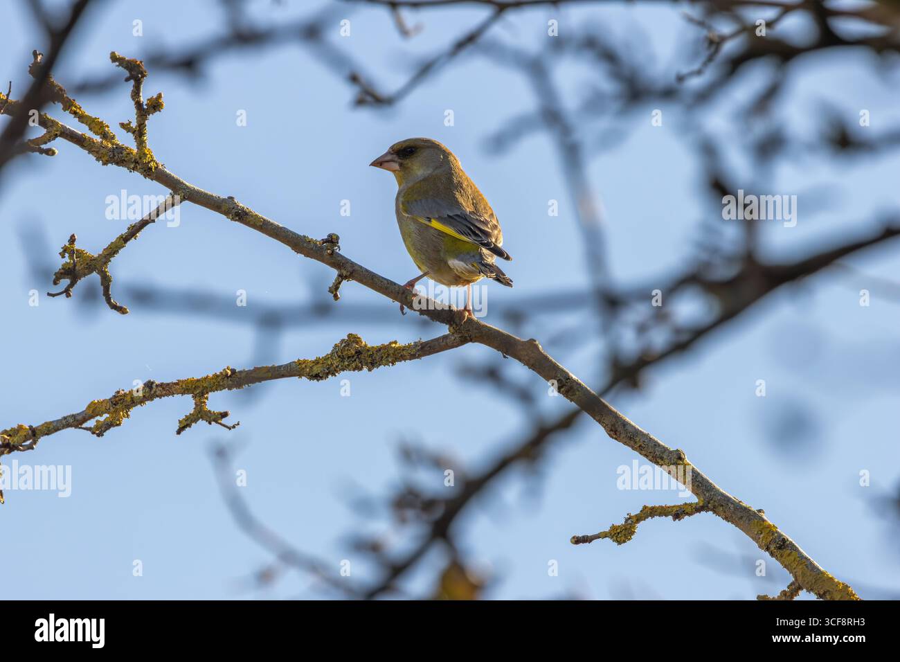 finch piccolo e robusto con toni verdi e gialli. Si nutre di semi, gemme e bacche; visita i mangiatori. Foto scattata ai National Botanic Gardens di Dublino Foto Stock