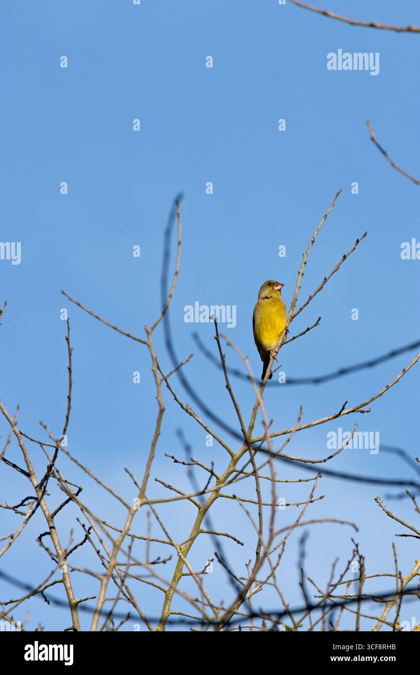 finch piccolo e robusto con toni verdi e gialli. Si nutre di semi, gemme e bacche; visita i mangiatori. Foto scattata ai National Botanic Gardens di Dublino Foto Stock