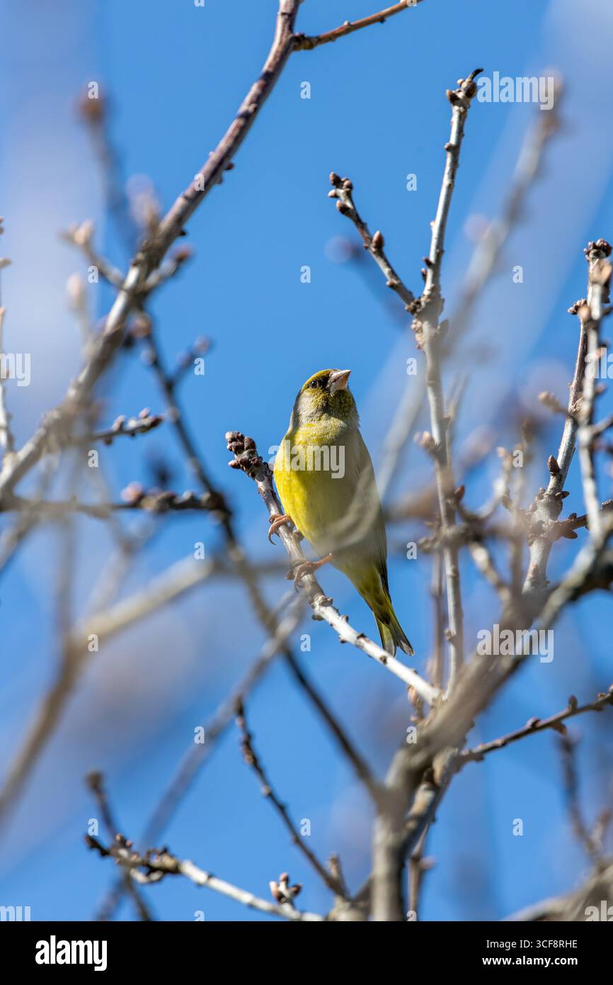 finch piccolo e robusto con toni verdi e gialli. Si nutre di semi, gemme e bacche; visita i mangiatori. Foto scattata ai National Botanic Gardens di Dublino Foto Stock