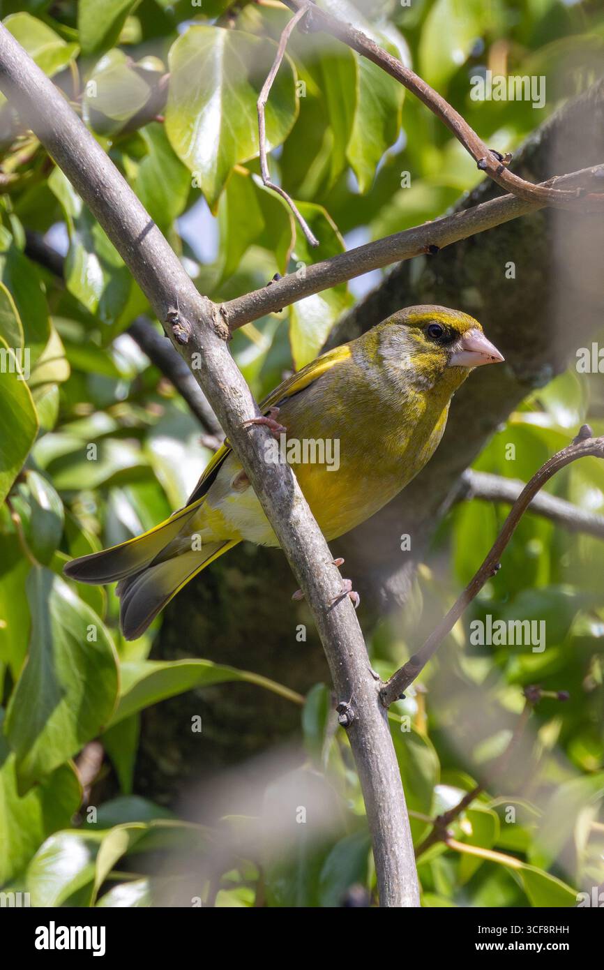 finch piccolo e robusto con toni verdi e gialli. Si nutre di semi, gemme e bacche; visita i mangiatori. Foto scattata ai National Botanic Gardens di Dublino Foto Stock