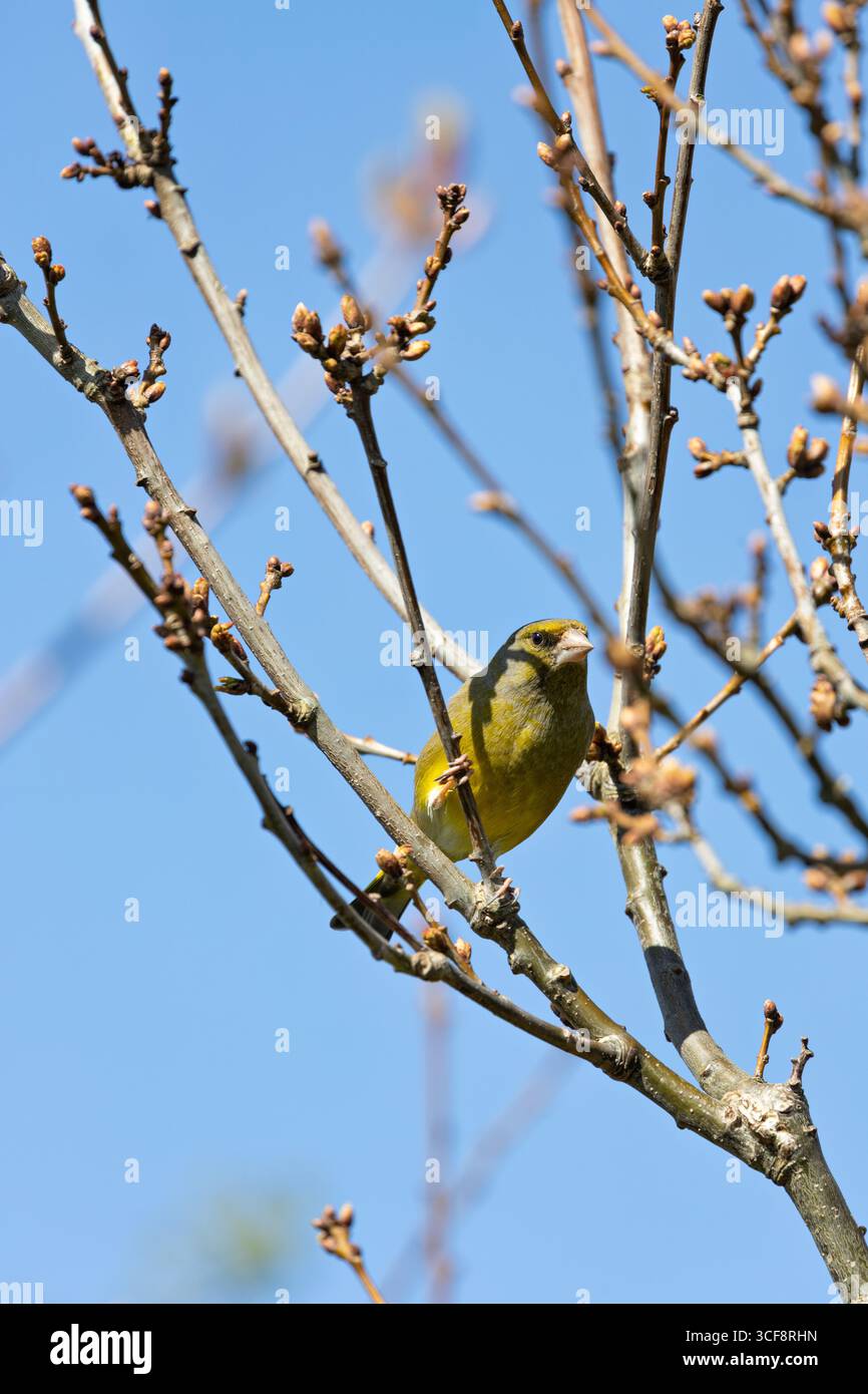finch piccolo e robusto con toni verdi e gialli. Si nutre di semi, gemme e bacche; visita i mangiatori. Foto scattata ai National Botanic Gardens di Dublino Foto Stock