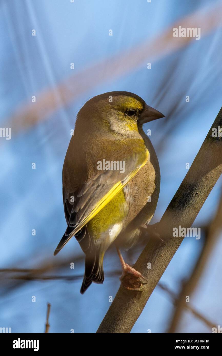 finch piccolo e robusto con toni verdi e gialli. Si nutre di semi, gemme e bacche; visita i mangiatori. Foto scattata ai National Botanic Gardens di Dublino Foto Stock