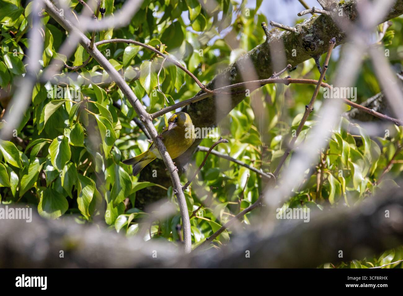 finch piccolo e robusto con toni verdi e gialli. Si nutre di semi, gemme e bacche; visita i mangiatori. Foto scattata ai National Botanic Gardens di Dublino Foto Stock