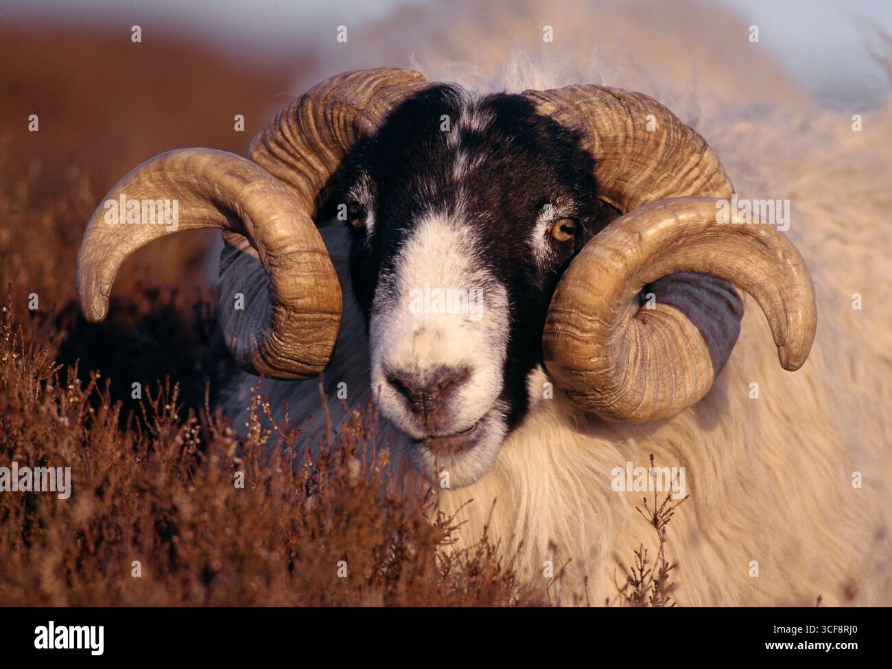 Pecore dalla faccia nera (Ovis domesticus), ariete che naviga sulla brughiera delle erica all'illuminazione serale, Lammermuir Hills, Berwickshire, Scozia, aprile Foto Stock