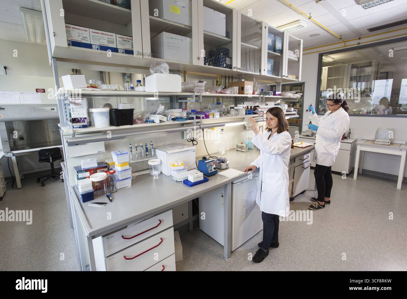 Scienziato con una piastra di Petri contenente una trasformazione di (E.) coli batteri Foto Stock