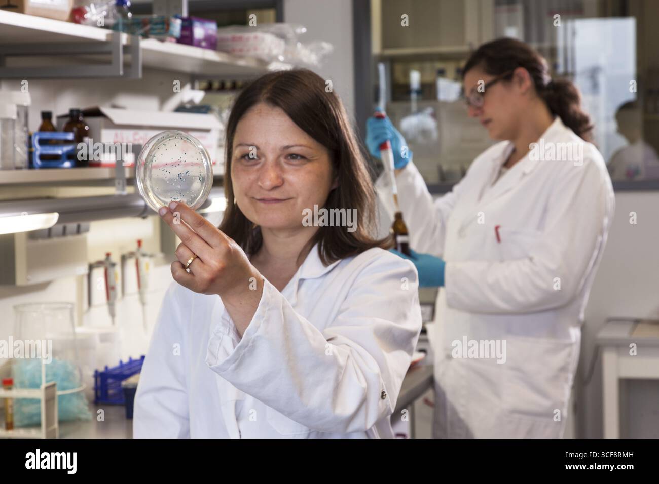 Scienziato con una piastra di Petri contenente una trasformazione di (E.) coli batteri Foto Stock