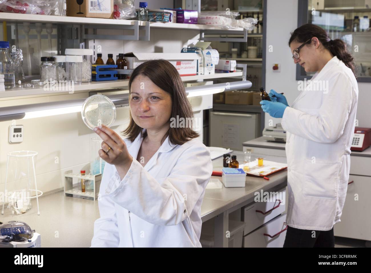 Scienziato con una piastra di Petri contenente una trasformazione di (E.) coli batteri Foto Stock