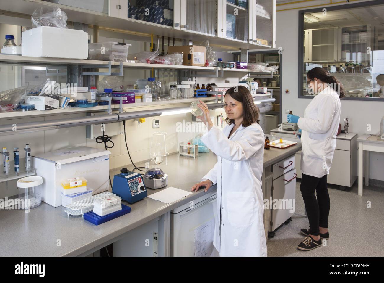Scienziato con una piastra di Petri contenente una trasformazione di (E.) coli batteri Foto Stock