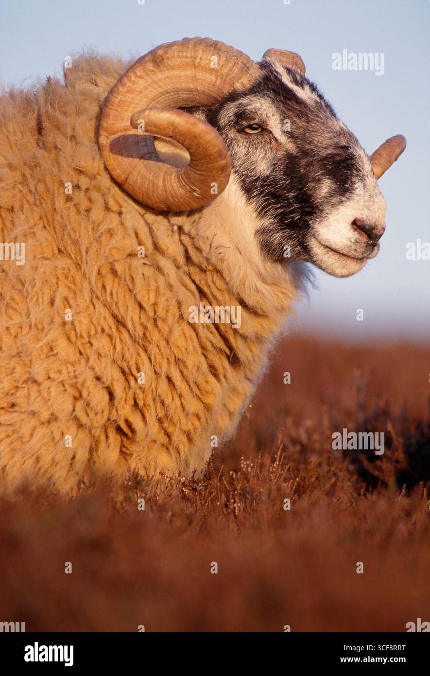 Pecore dalla faccia nera (Ovis domesticus), ariete che naviga sulla brughiera delle erica all'illuminazione serale, Lammermuir Hills, Berwickshire, Scozia, aprile Foto Stock