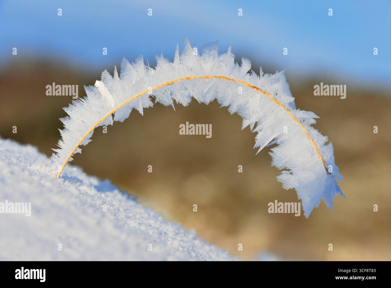 Forte accumulo di brina di bufalo su un singolo stelo di erba morta. Berwickshire, Scozia, dicembre Foto Stock