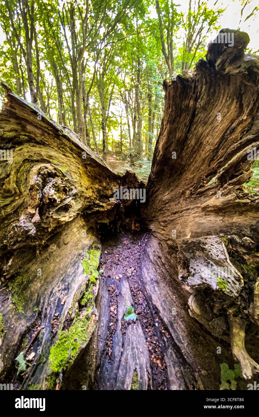 Vista ad angolo basso di un tronco di albero in decadenza sul fondo della foresta, con muschio che cresce sulla sua superficie e la luce del sole che filtra attraverso gli alberi Foto Stock