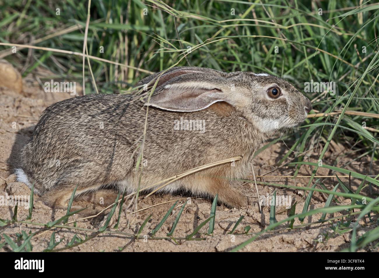 Lepus microtis, Lepre africana di Savannah Foto Stock