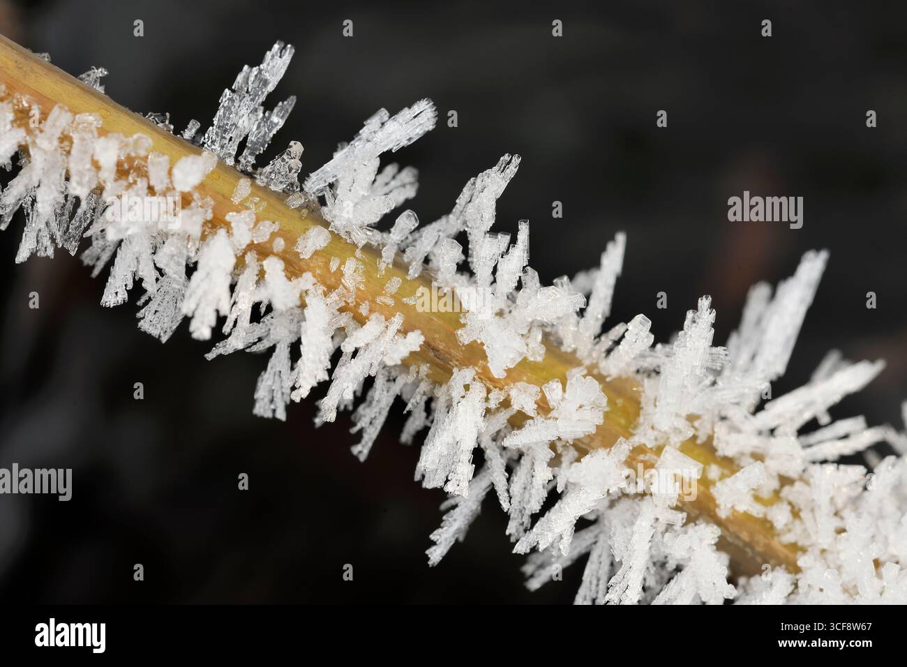 Accumulo pesante di gelo di rugiada sul fusto di canne in inverno, Berwickshire, Scozia, dicembre Foto Stock