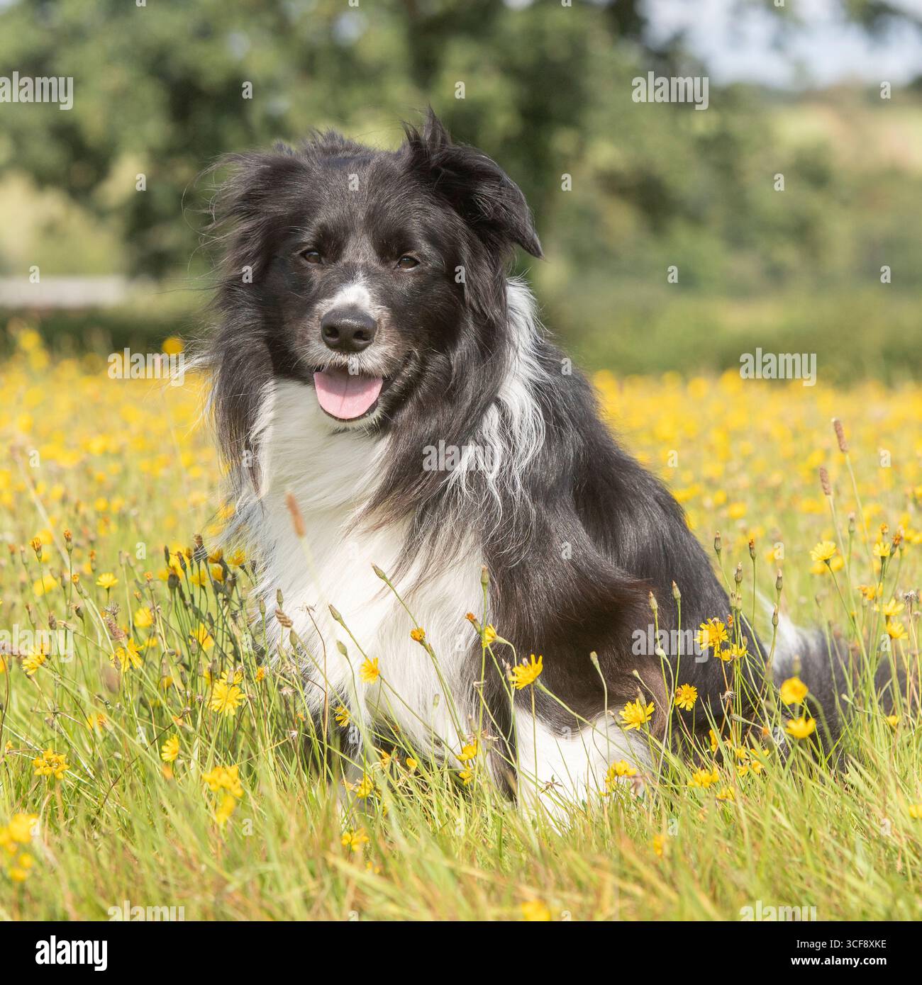collie di bordo Foto Stock