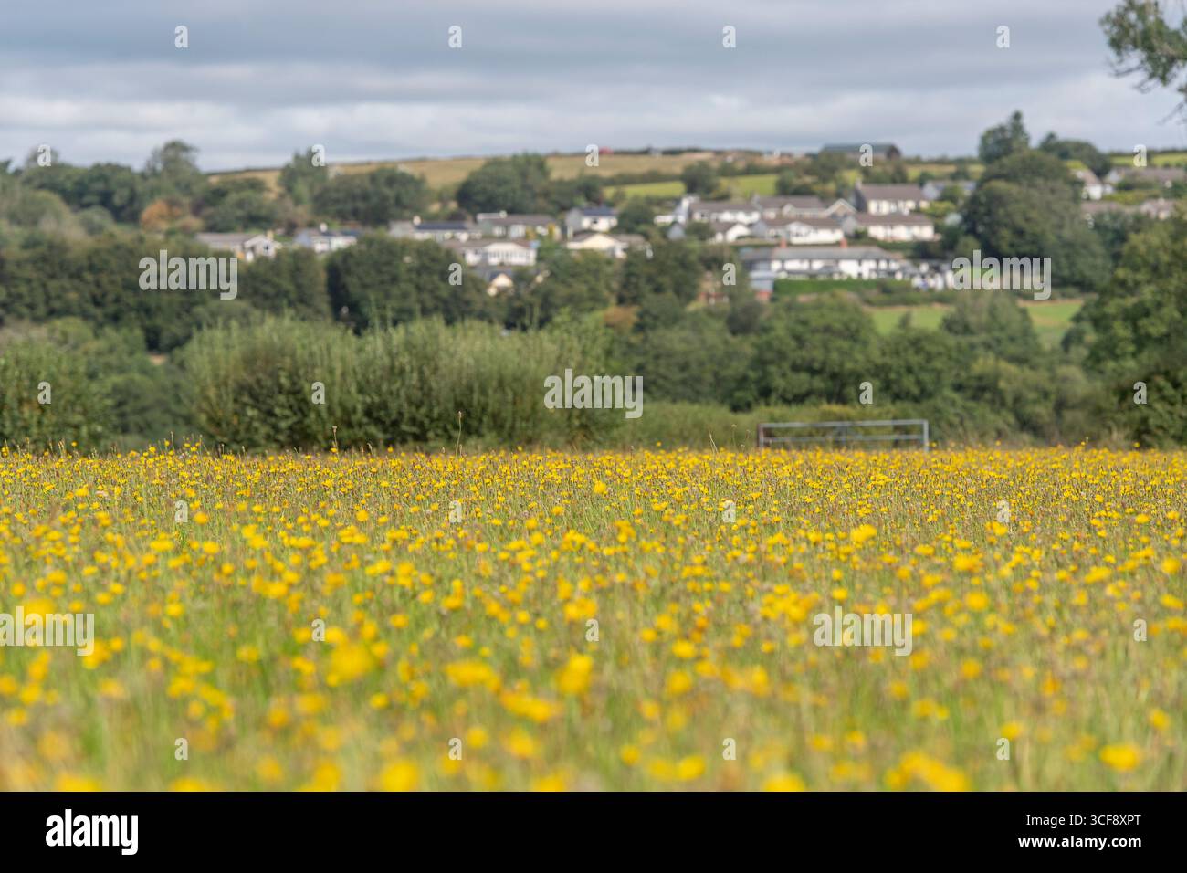 Trescott Way, Bridestowe, Devon con un campo di falchi in primo piano Foto Stock