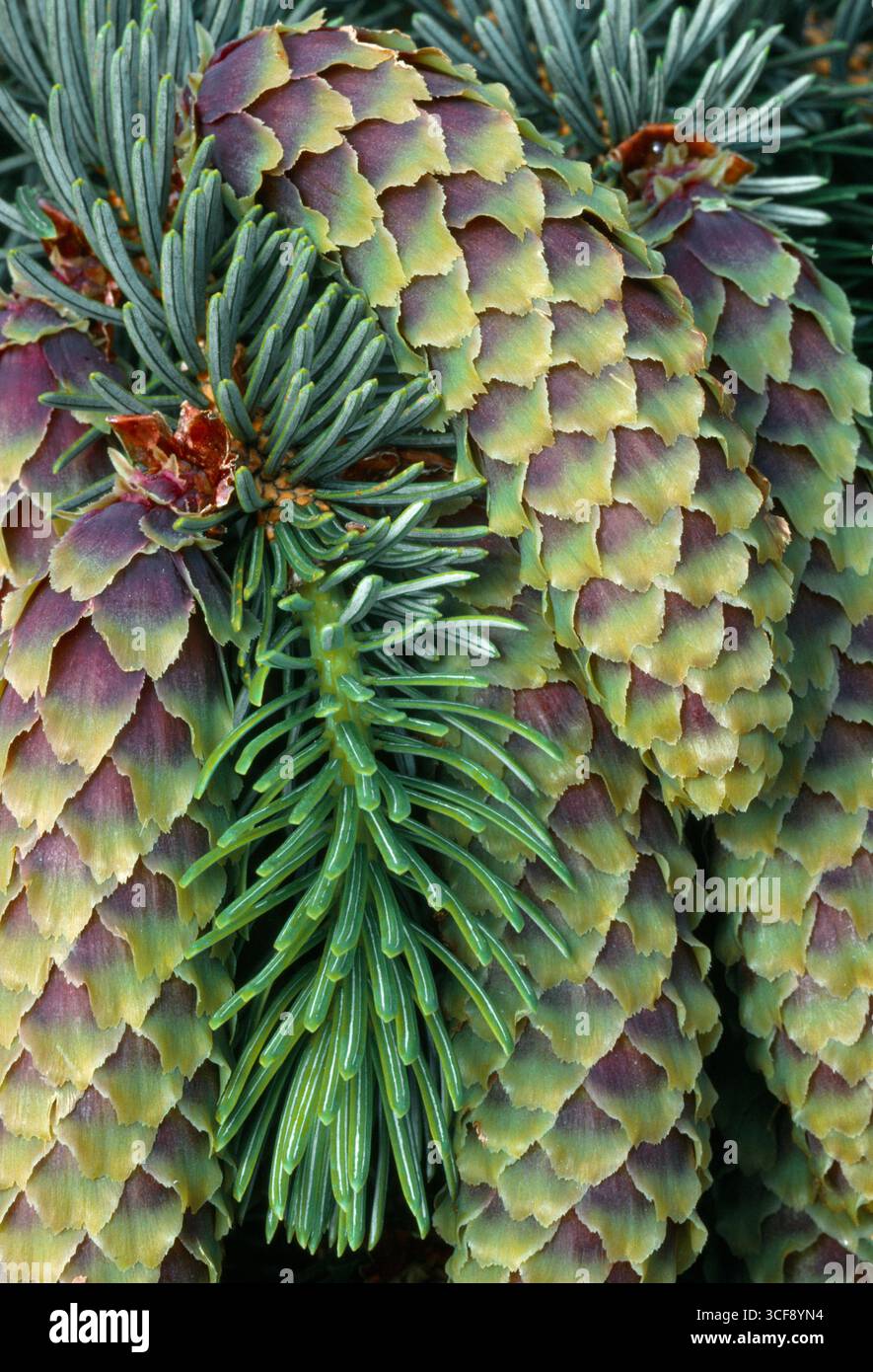 Sitka Spruce (Picea sitchensis) primo piano di coni acuti su un ramo soffiati dall'albero in una tempesta, Lochaber, Scozia, giugno Foto Stock