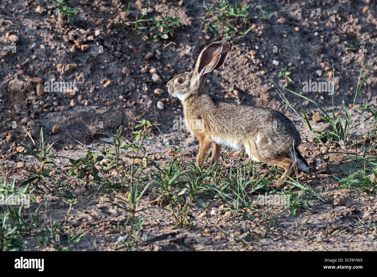 Lepus microtis, Lepre africana di Savannah Foto Stock