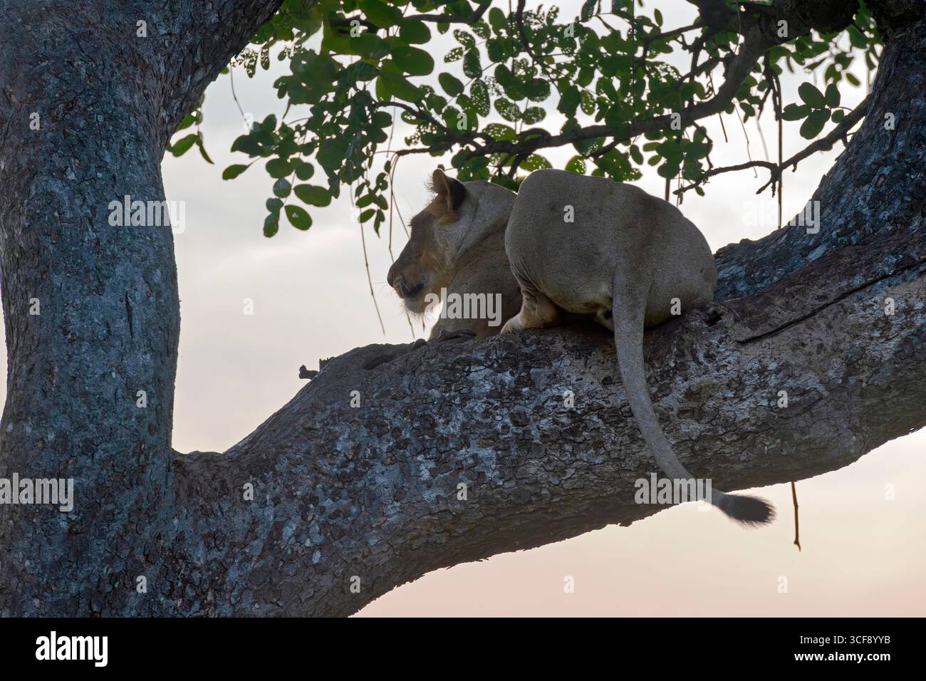 Panthera leo, Leonessa Foto Stock