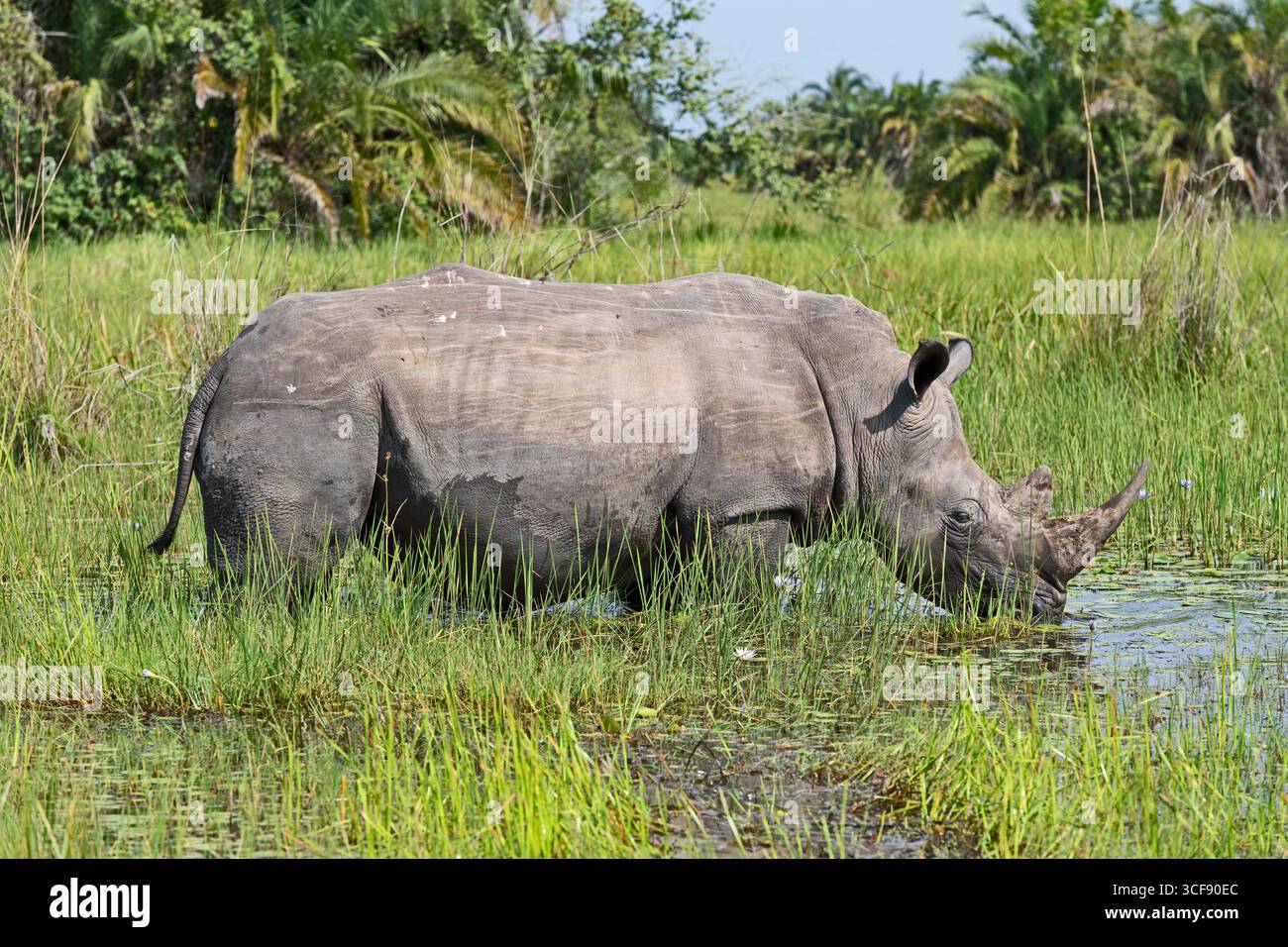 Ceratotherium simum, rinoceronte bianco Foto Stock