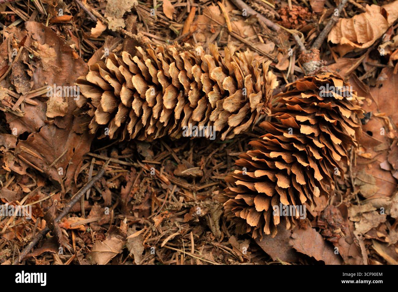 Sitka Spruce (Picea sitchensis) ha caduto coni sul terreno sotto l'albero maturo, Dumfriesshire, Scozia, maggio Foto Stock