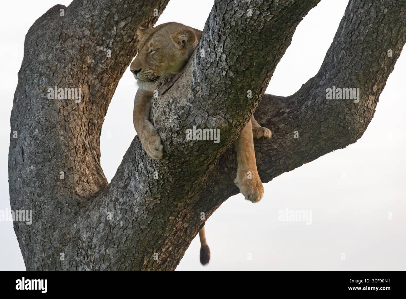 Panthera leo, Leonessa Foto Stock