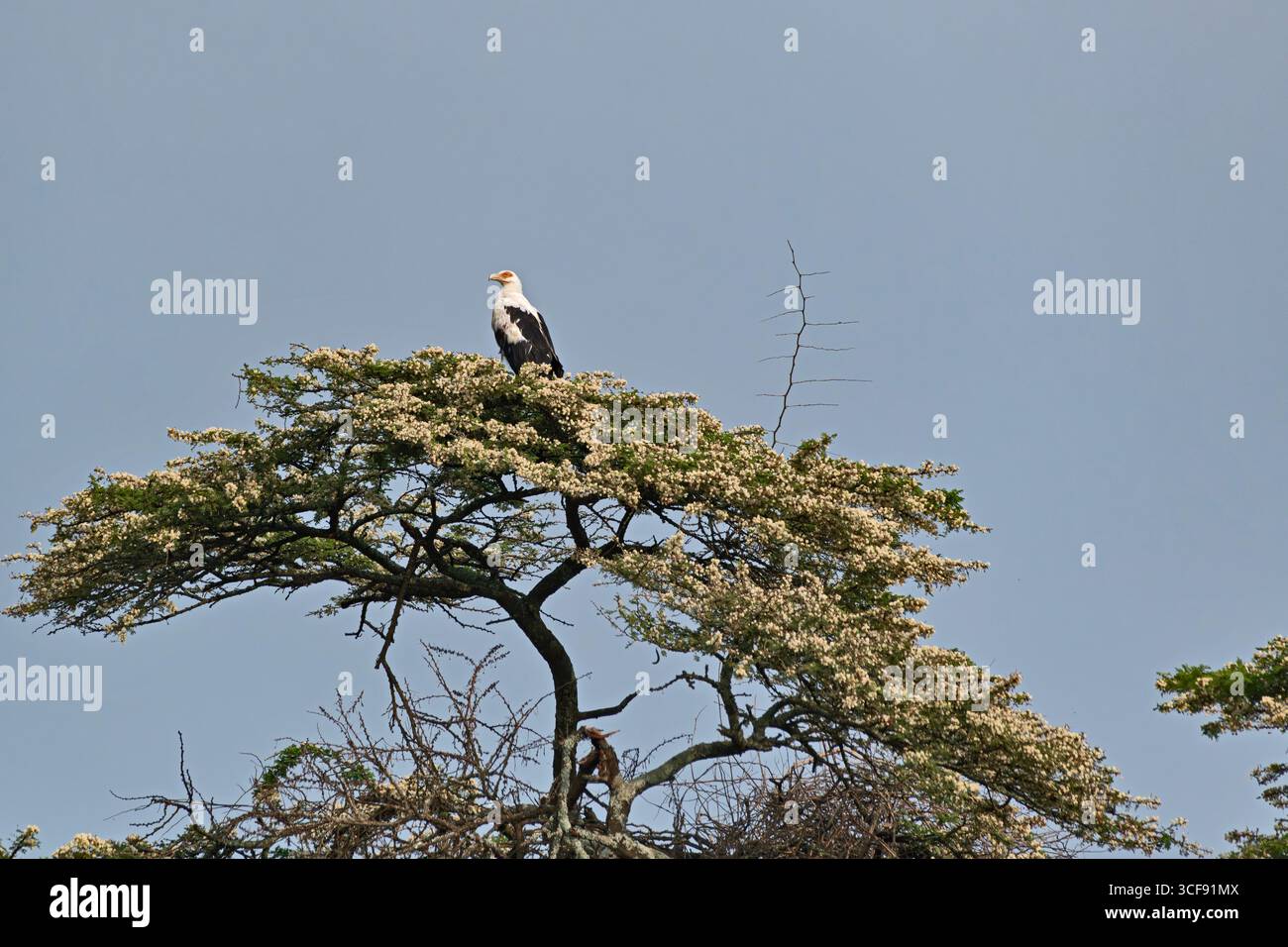 Gypohierax angolensis, Avvoltoio delle palme Foto Stock