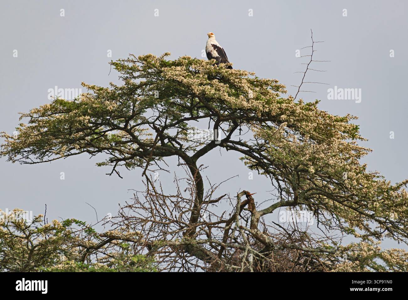 Gypohierax angolensis, Avvoltoio delle palme Foto Stock