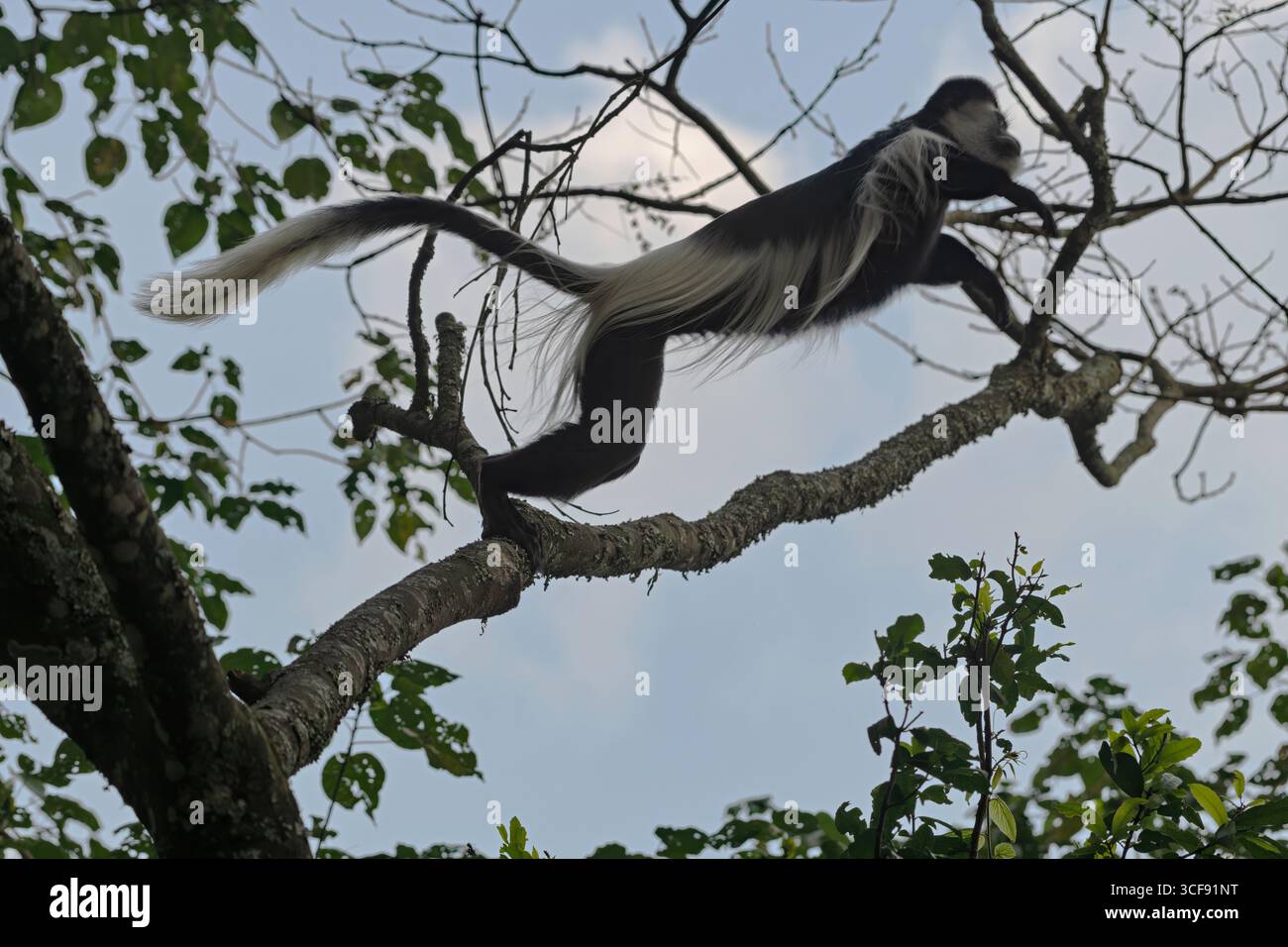 Colobus guereza, Colobus Monkey bianco e nero Foto Stock