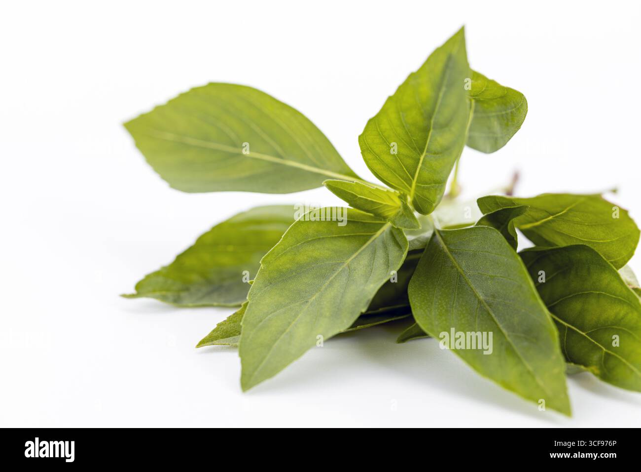 Foglie di basilico tailandese verde fresco su fondo bianco erbe aromatiche con colori vibranti usati nella cucina asiatica ingrediente sano naturale Foto Stock
