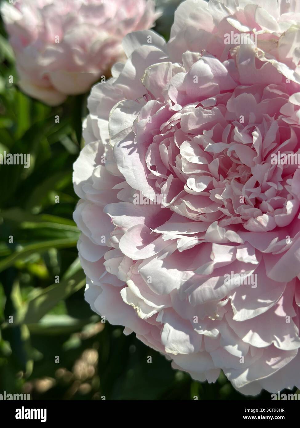 Primo piano di una peonia rosa pallida con delicati petali a strati, catturati dalla luce naturale soffusa del sole. Ideale per sfondi floreali e temi romantici - Immagine stock catturata con smartphone