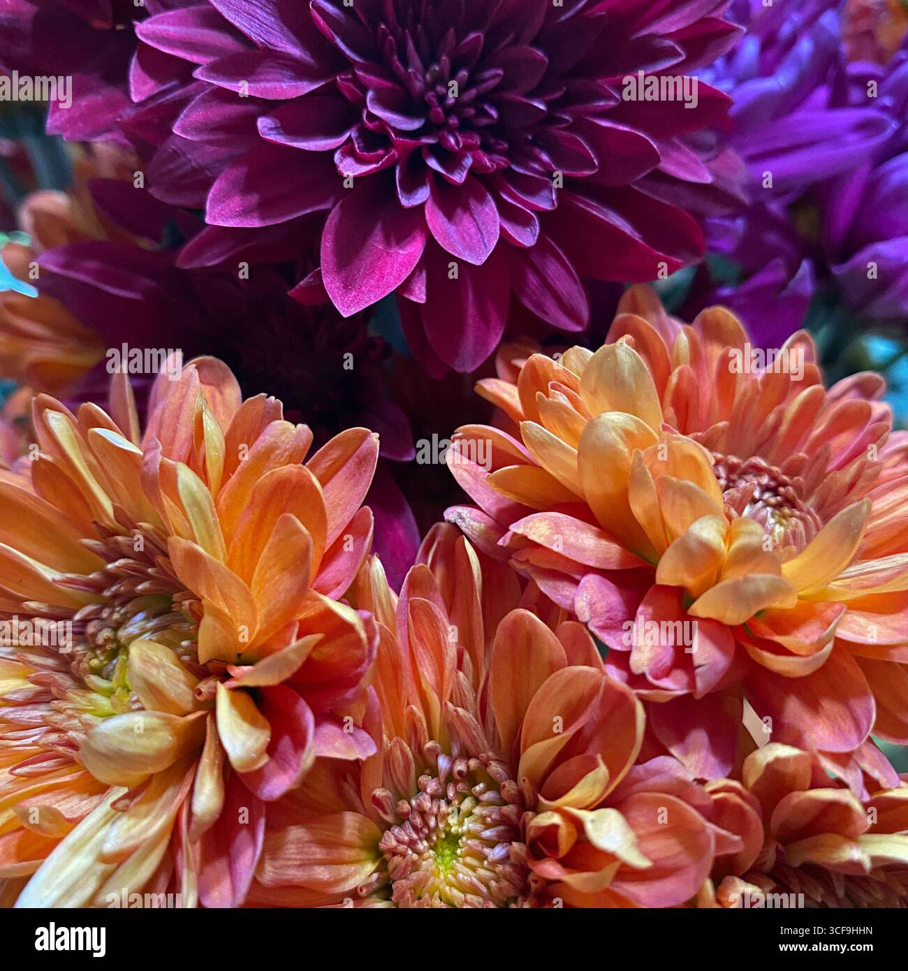 Primo piano di un bouquet di fiori di colore arancione e giallo e rosa intenso del crisantemo - Immagine stock catturata con smartphone