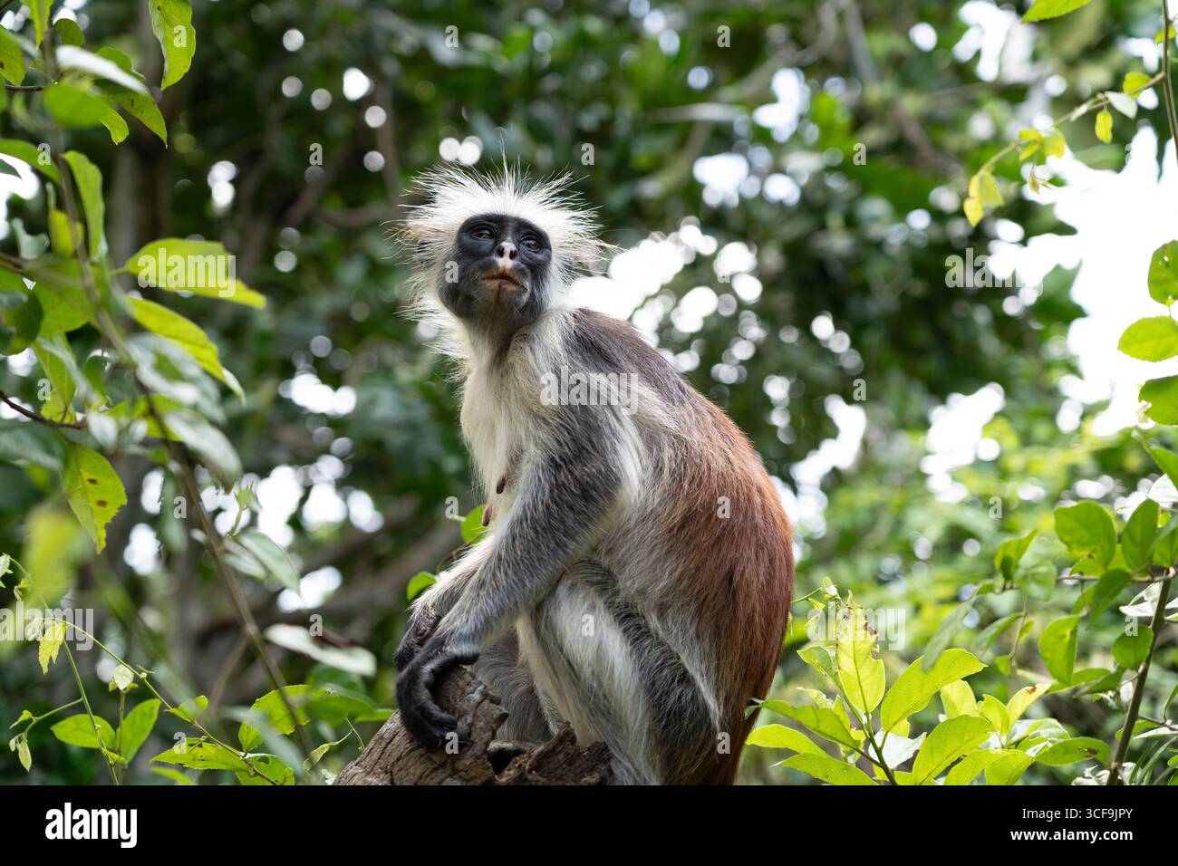 Zanzibar scimmia coloba rossa seduta sul tronco dell'albero nella foresta di Jozani Foto Stock
