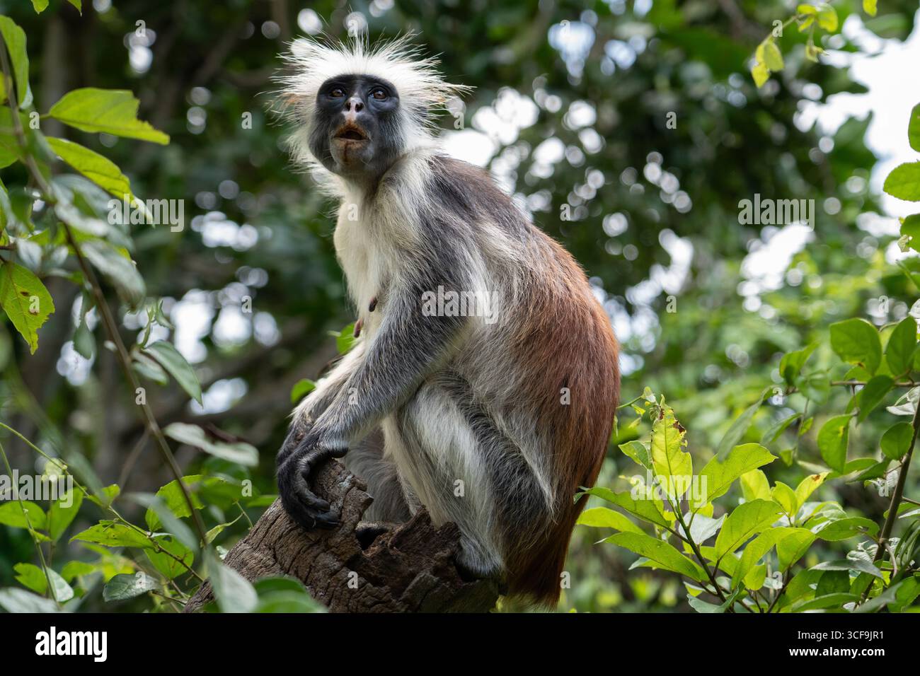Zanzibar scimmia coloba rossa seduta sul tronco dell'albero nella foresta di Jozani Foto Stock