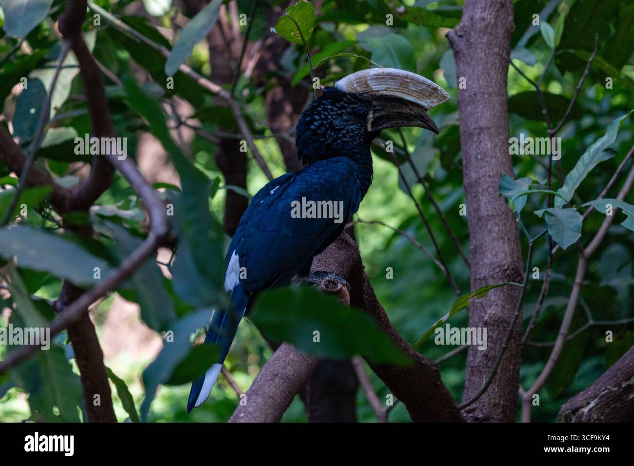Trombettiere arroccato su un ramo d'albero nel Parco Nazionale del Lago Manyara in Tanzania Foto Stock