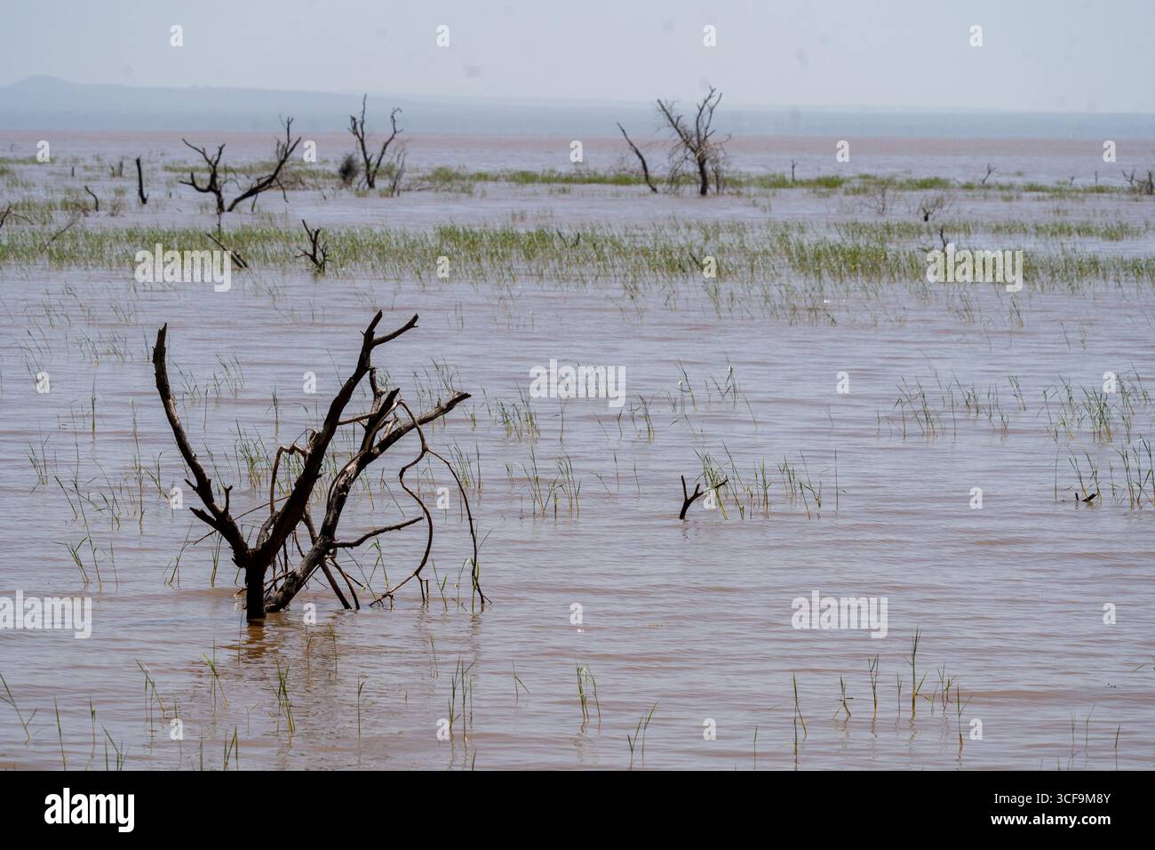Paesaggio inondato di alberi e erbe nel Parco Nazionale del Lago Manyara Foto Stock