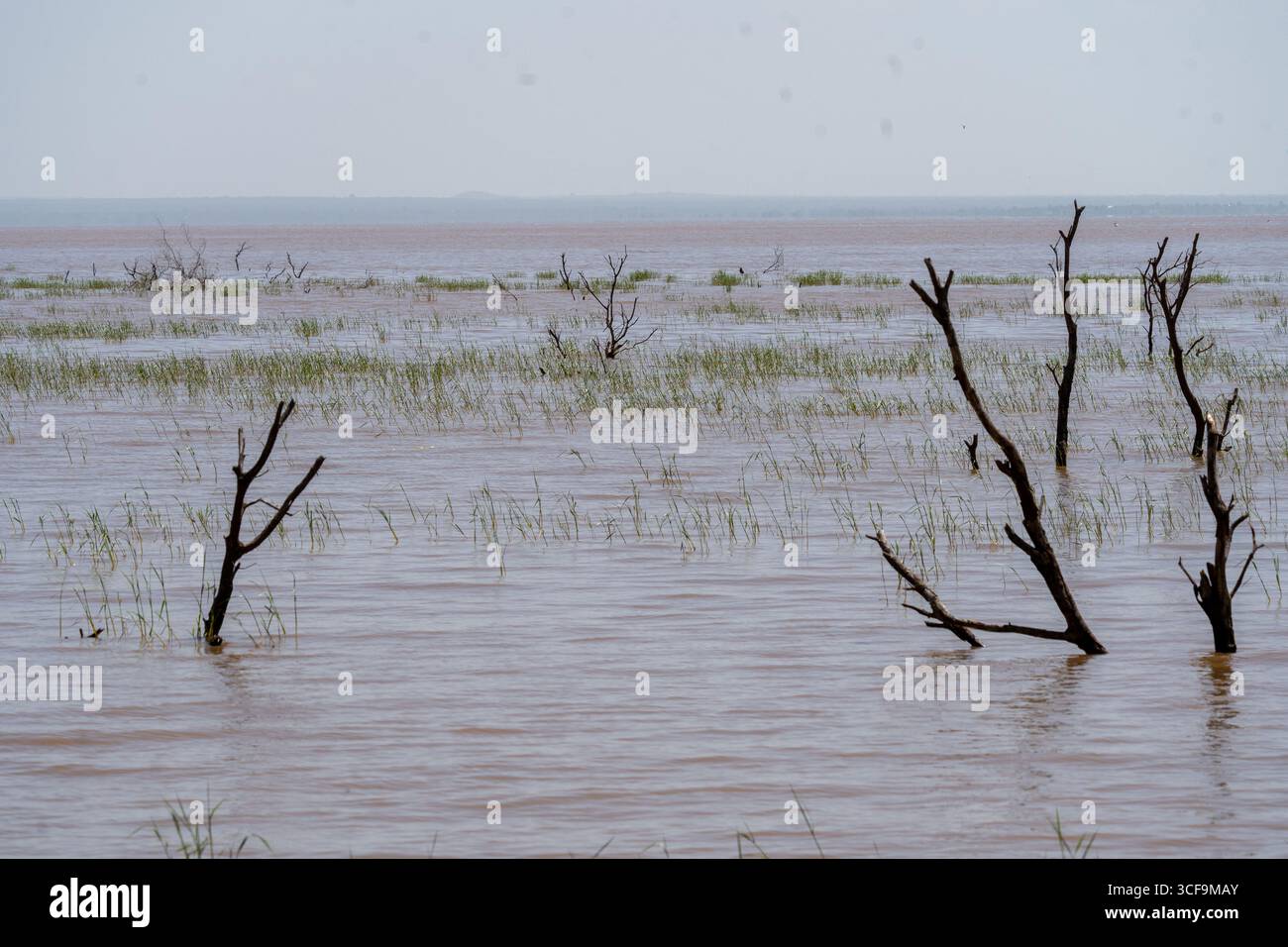 Paesaggio inondato di alberi e erbe nel Parco Nazionale del Lago Manyara Foto Stock