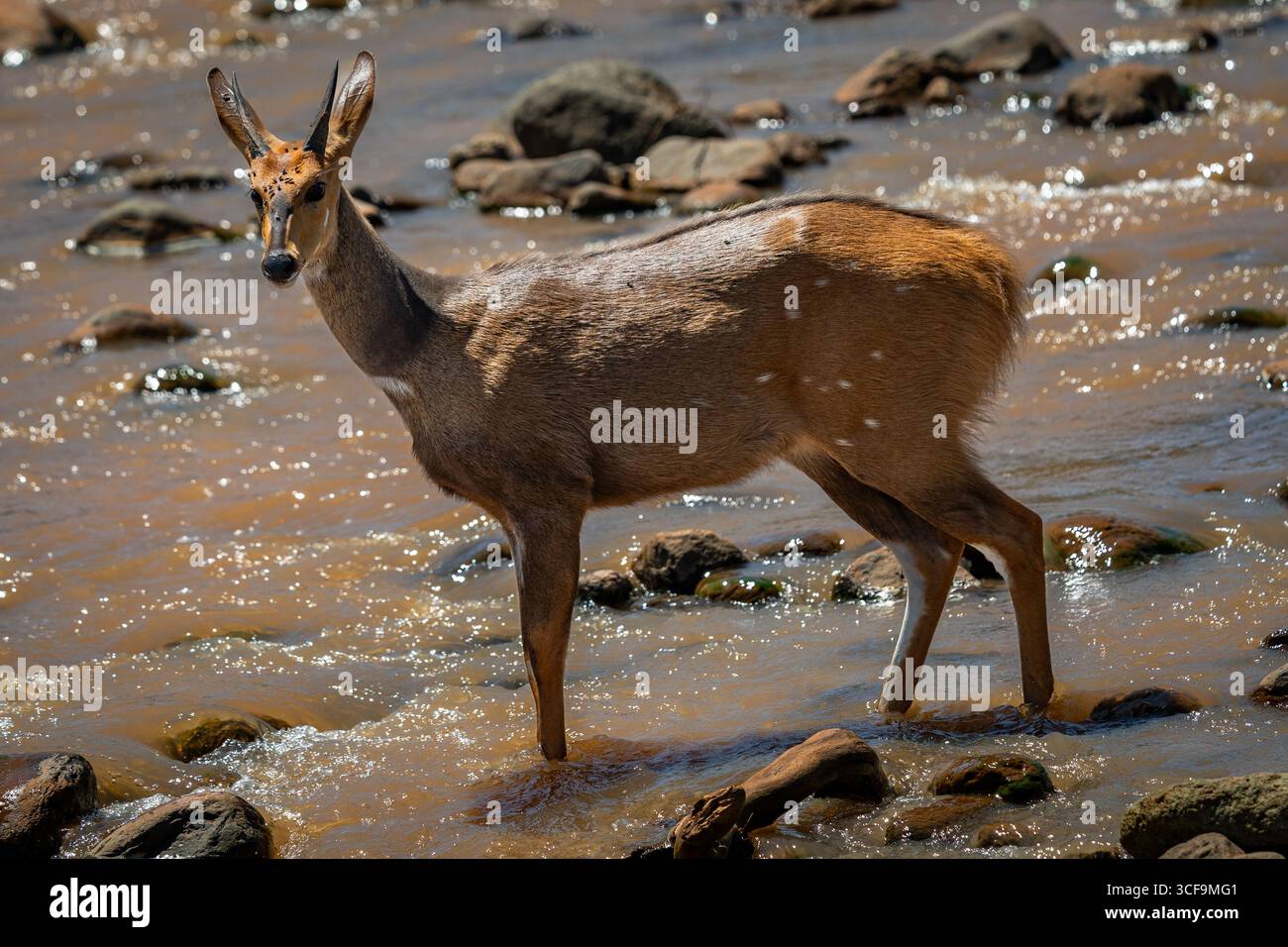 Bushbuck si trova nel fiume presso il Lake Manyara National Park Foto Stock