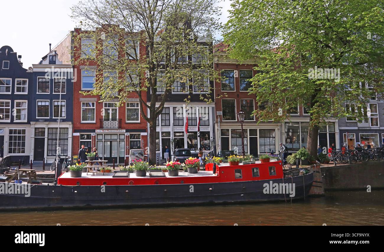 Chiatta di casa galleggiante sul lungomare rossa con vasi di fiori di tulipani sul ponte, Prinsengracht, Grachtengordel (quartiere dei canali), aprile ad Amsterdam, Europa settentrionale Foto Stock