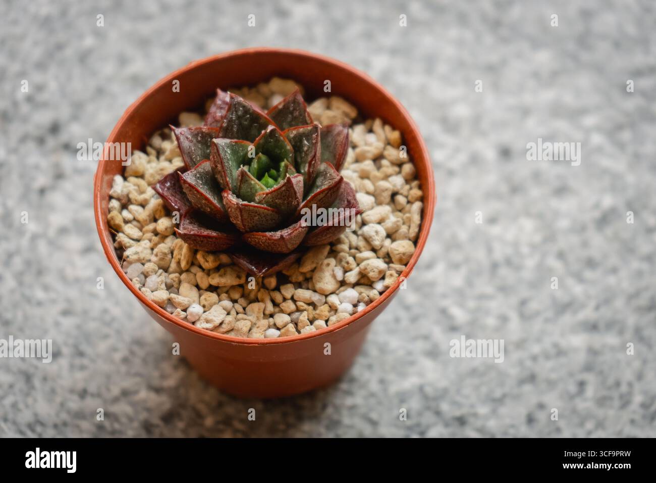 Bella e succulenta pianta Echeveria Dionysos coltivata in un vaso Foto Stock Bella e succulenta pianta Echeveria Dionysos coltivata in un vaso Foto Stock