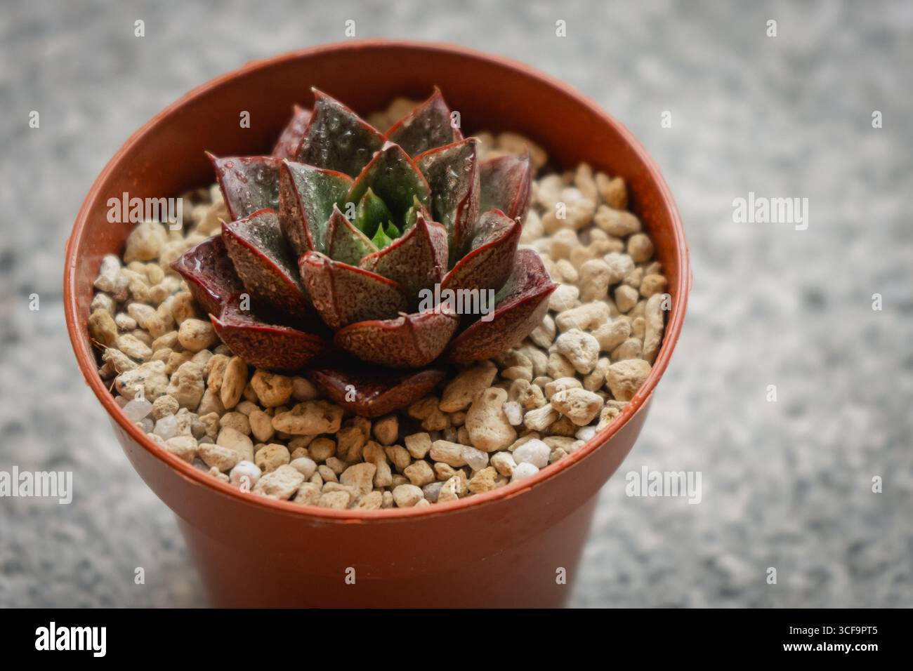 Bella e succulenta pianta Echeveria Dionysos coltivata in un vaso Foto Stock Bella e succulenta pianta Echeveria Dionysos coltivata in un vaso Foto Stock