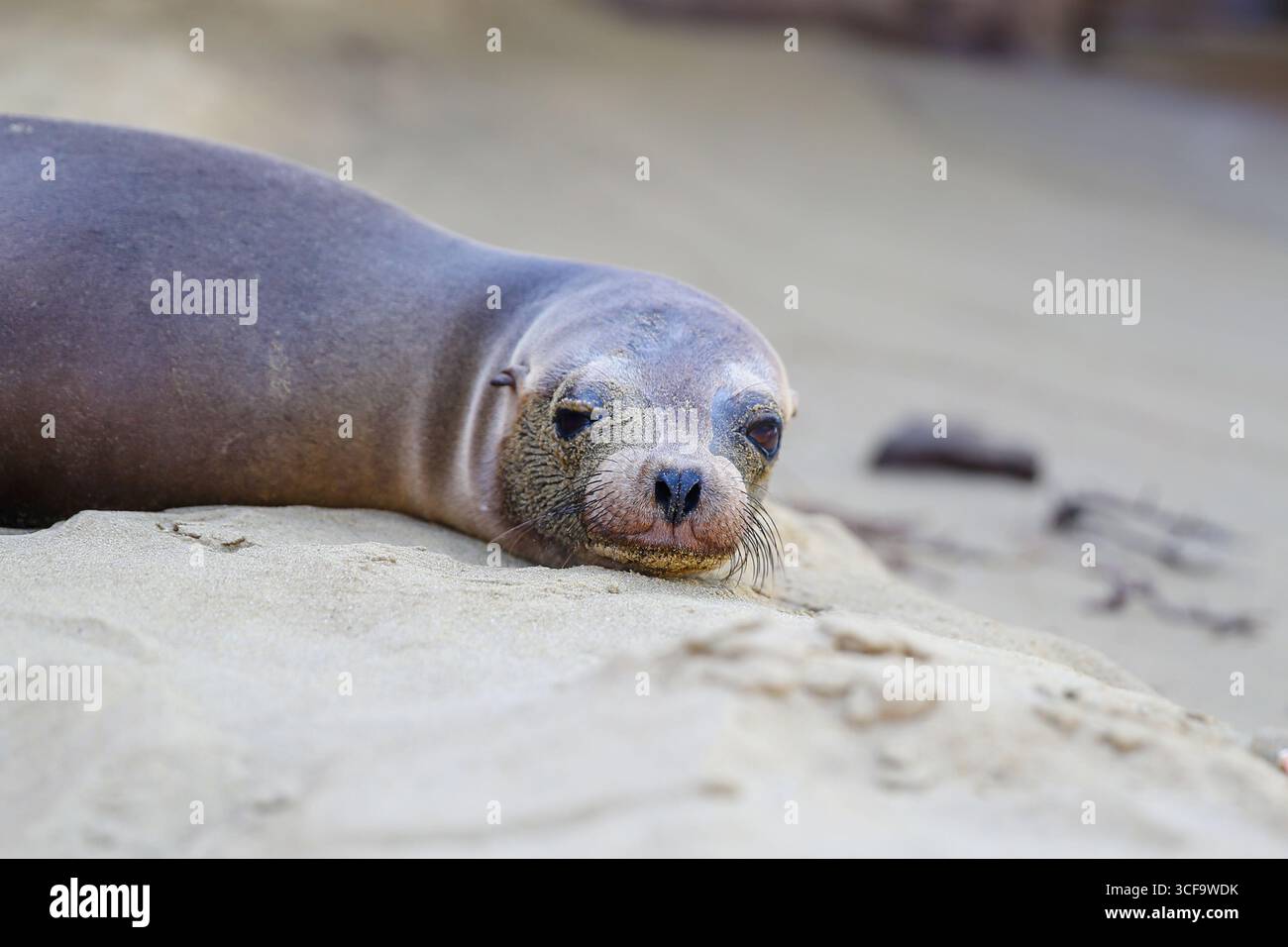 Leone marino (Zalophus wollebaeki) che riposa sulla sabbia a Punta Pitt, isola di San Cristóbal, isole Galápagos, Ecuador Galápagos. Foto Stock