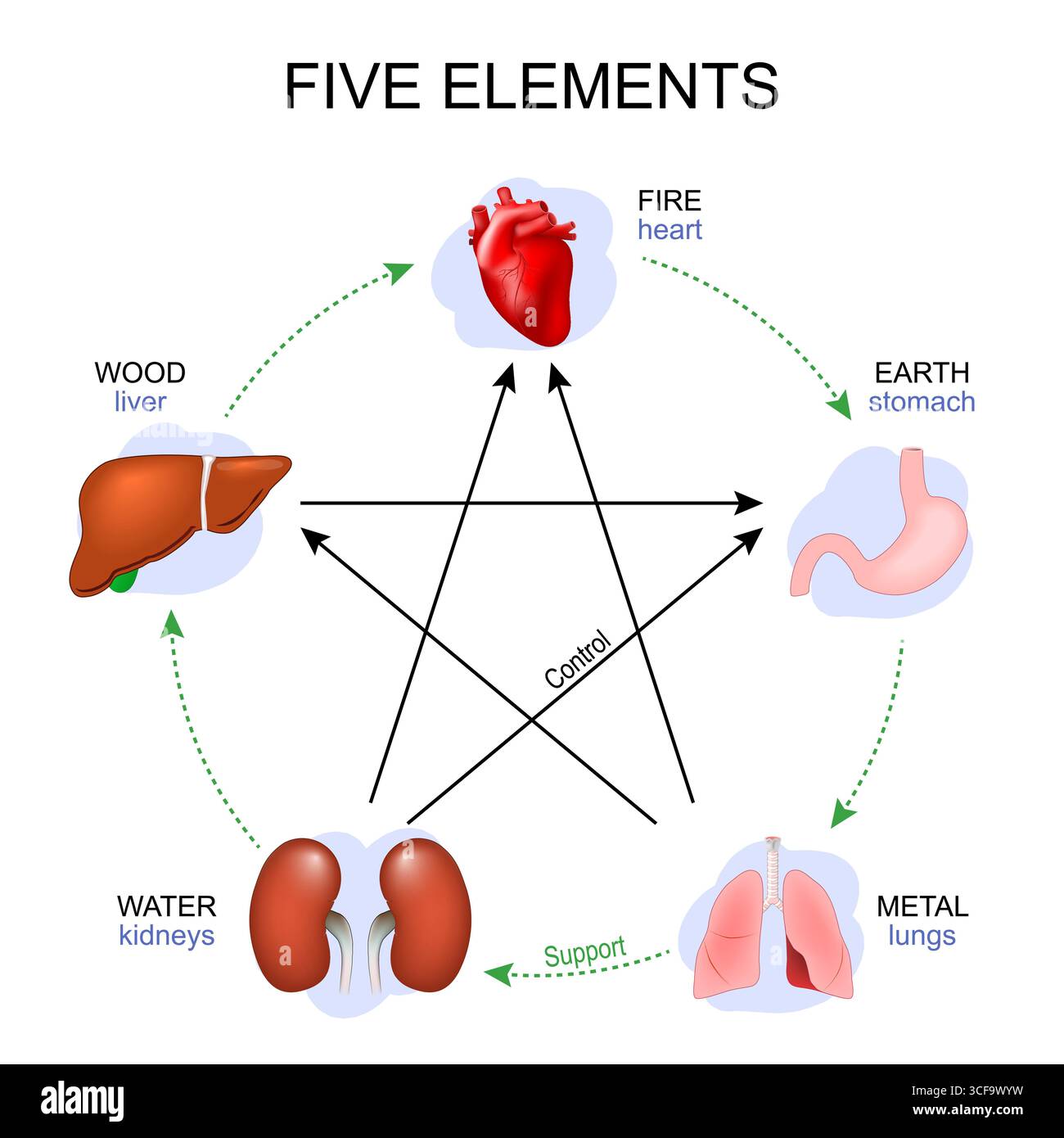 Agopuntura a cinque elementi. Medicina tradizionale cinese. Poster vettoriale dettagliato Illustrazione Vettoriale