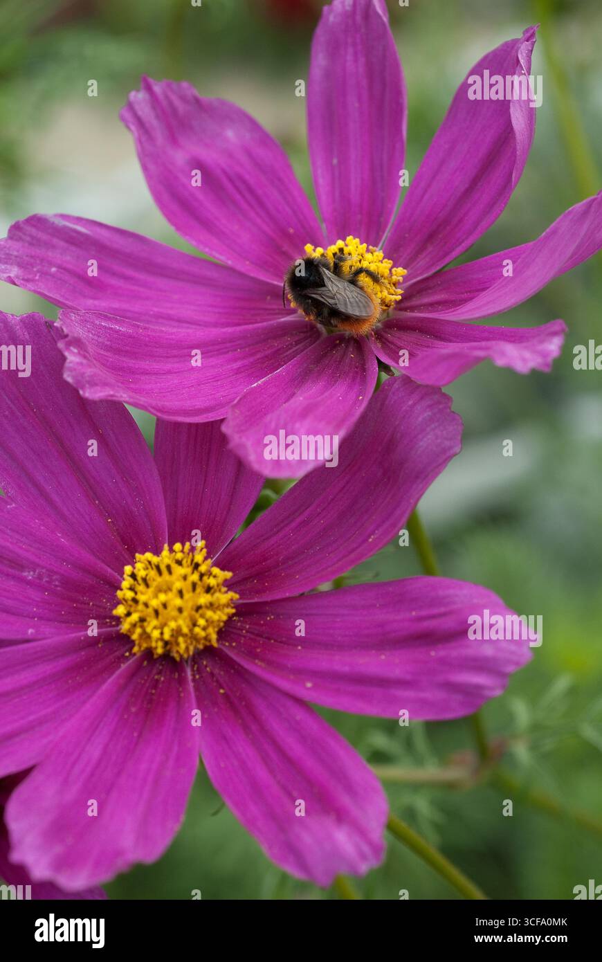 Le api affollate raccolgono il nettare dai fiori viola del cosmo in un giardino, mostrando il processo di impollinazione della natura in condizioni di sole. Foto Stock