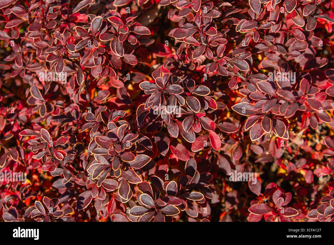 Vista dall'alto della vibrante Berberis Thunbergii con fogliame rosso e viola intenso sotto la luce del sole. Texture di sfondo naturale. Foto Stock