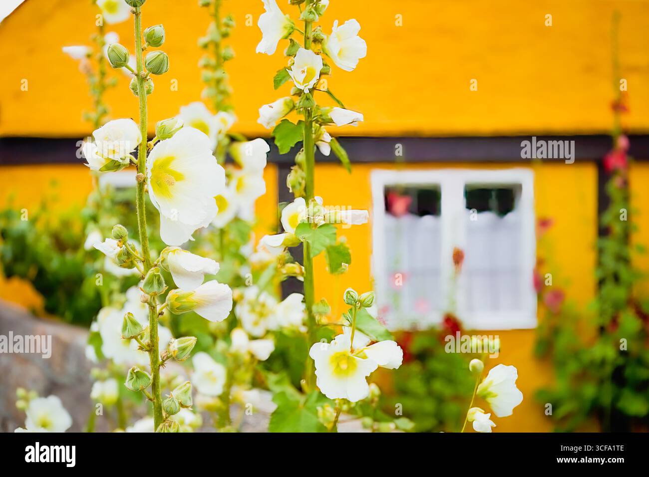 I morbidi hollyhock bianchi si stagliano contro una parete danese gialla senape, portando un tocco di slancio alla scena. Su Bornholm, anche la luminosità porta silenzio. Foto Stock