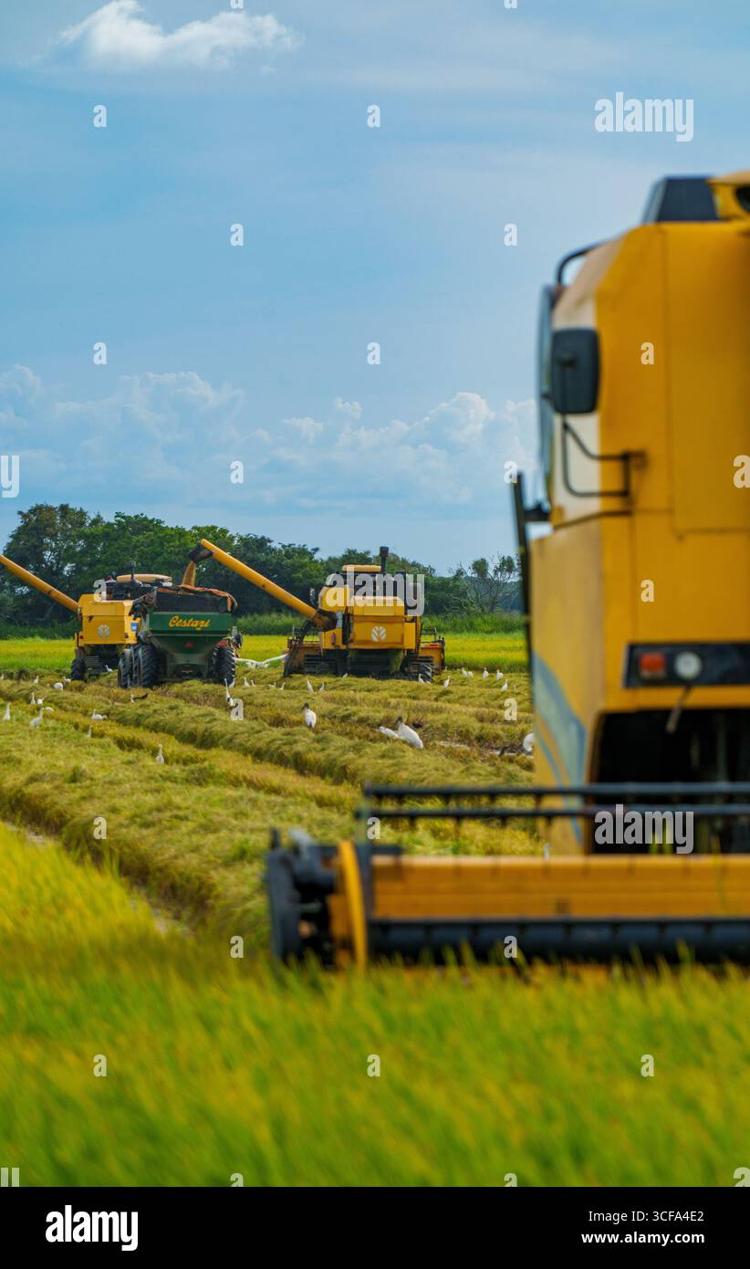 Mietitrebbie multiple che raccolgono riso in un campo agricolo tropicale a Panama durante la stagione del raccolto Foto Stock